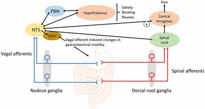 Meal-Sensing Signaling Pathways in Functional Dyspepsia